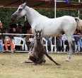 تقریر مصور من جمال و سباق خیول الاصیله العربیة في الاهواز