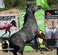 تقریر مصور من جمال و سباق خیول الاصیله العربیة في الاهواز