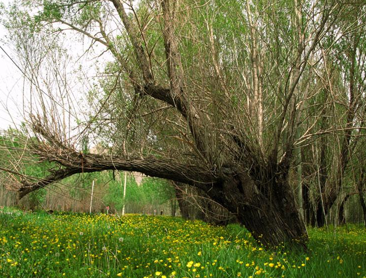 مستنقع کندمان 