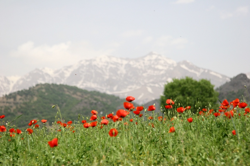 کوهرنک ایران 