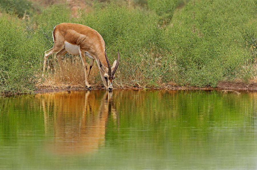 المناطق المحمیة ایران