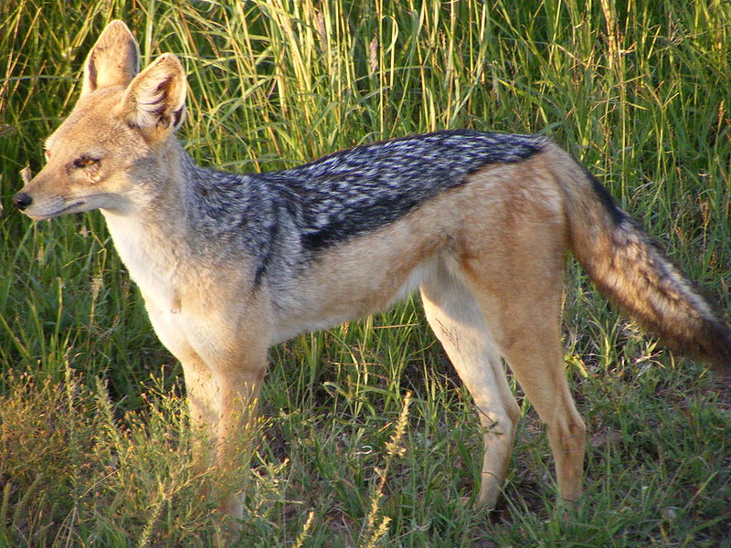 مناطق محمیة 