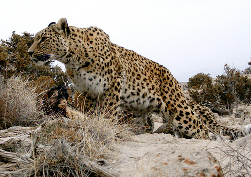 ایران