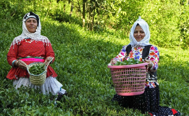 لاهیجان جیلان ایران 