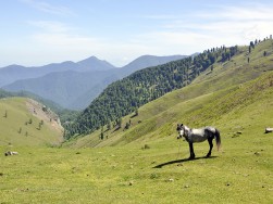 Talesh