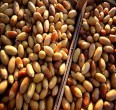 النخيل في جنوب ايران