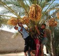 النخيل في جنوب ايران