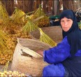 النخيل في جنوب ايران