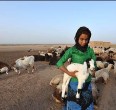  "البدو الرحالة و اهل الأهوار "