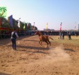 تقریر مصور من جمال و سباق خیول الاصیله العربیة في الاهواز