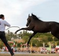 تقریر مصور من جمال و سباق خیول الاصیله العربیة في الاهواز