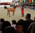 تقریر مصور من جمال و سباق خیول الاصیله العربیة في الاهواز