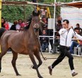 تقریر مصور من جمال و سباق خیول الاصیله العربیة في الاهواز