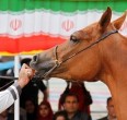 تقریر مصور من جمال و سباق خیول الاصیله العربیة في الاهواز