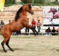 تقریر مصور من جمال و سباق خیول الاصیله العربیة في الاهواز