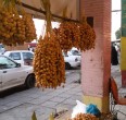 النخيل في جنوب ايران