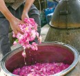 صناعة ماء الورد 