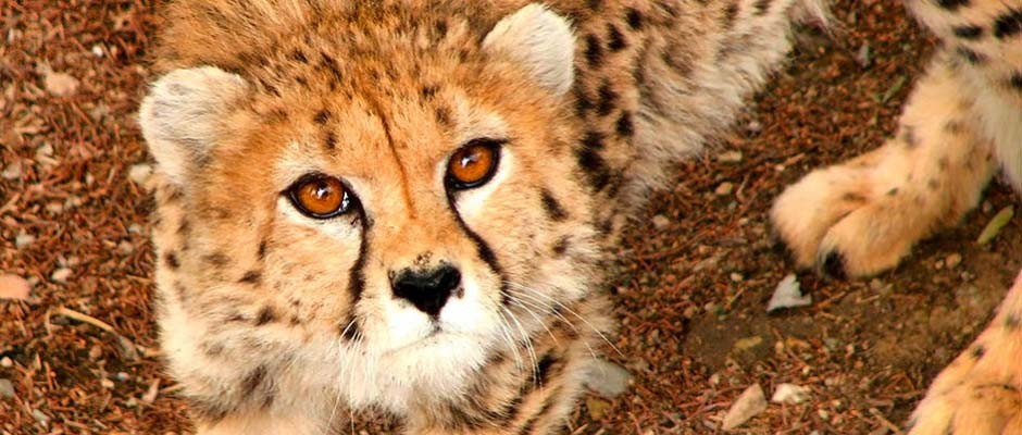 Asiatic cheetah Asiatic cheetah