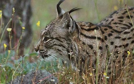 Eurasian lynx