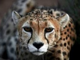  Asiatic cheetah