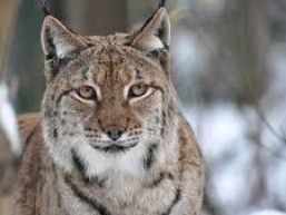 Eurasian lynx
