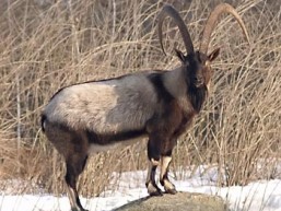 Bezoar Ibex