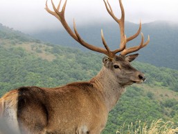 Maral red deer