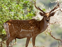 Persian fallow deer