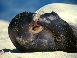  Caspian Seal