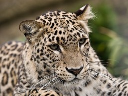 Persian leopard