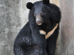Asiatic black bear