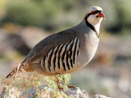 Chukar Partridge