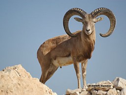 Laristan Sheep