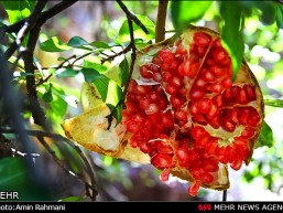 Il Paesino Sorkhe Anbooh(Pieno di Rosso) Il Paesino Sorkhe Anbooh(Pieno di Rosso)