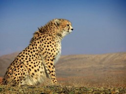 Il Ghepardo Asiatico Il Ghepardo Asiatico