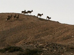 الصحراء الحديقة الوطنية الصحراء الحديقة الوطنية