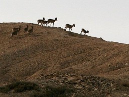 الصحراء الحديقة الوطنية