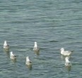 Kish island 