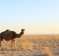 Desert in Iran