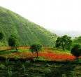 Kurdistan 