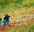 Kurdistan 