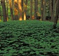 Forests