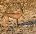 Animales