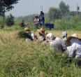 Агротуризм