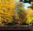 Bosques