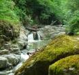 جنگل های ایران