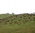 Kurdistan Provinz