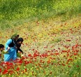 Kurdistan Provinz