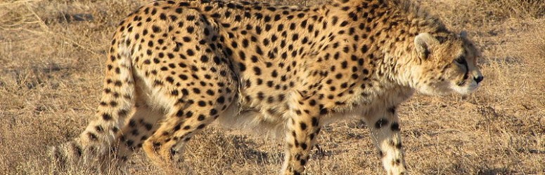 Safari 'Wildlife of Iran'