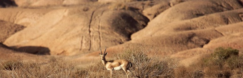 Kavir National Park Safari